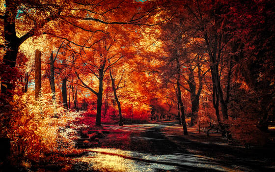 The colors of Autumn - Part VIII