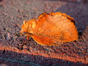 Mimicry - like a brown leaf