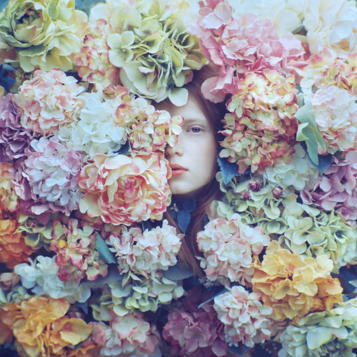 hydrangea by oprisco