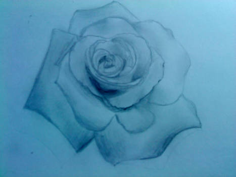 My Rose Drawing
