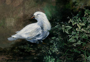 White Dove