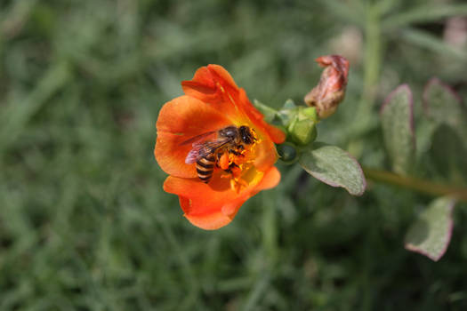 Bee Collecting Pollens