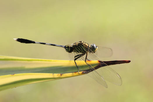 Ready for Take-Off