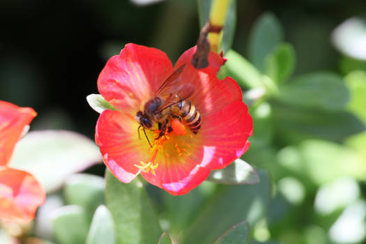 Bee With Pollen Bag