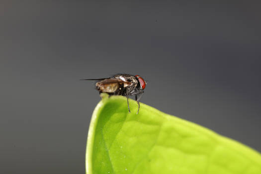 Fly on A Motorbike