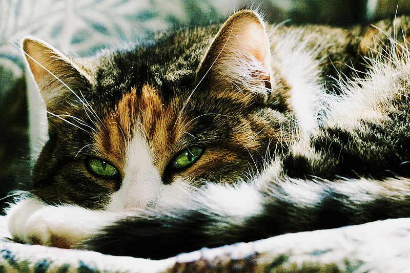 Caaat Caaat by Taikuus on DeviantArt