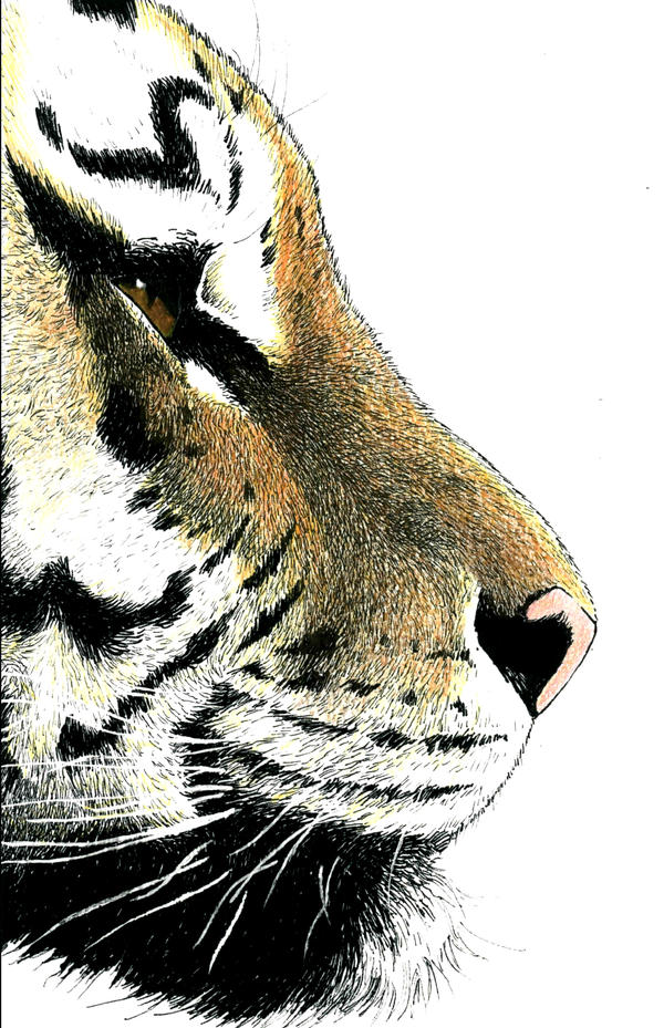 Tiger Profile Realistic