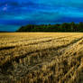 Evening Wheat