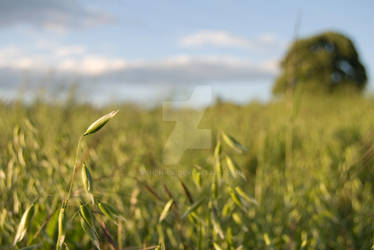 Corn Field