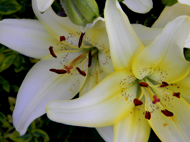 lillies