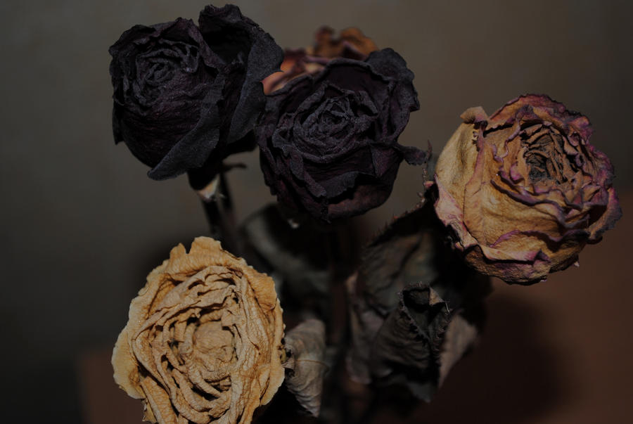dead roses by Werther-Syndrom on DeviantArt