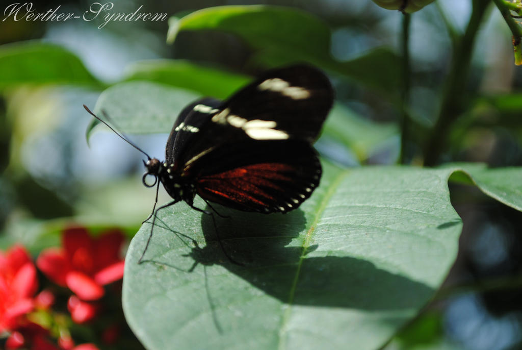 Butterfly VII