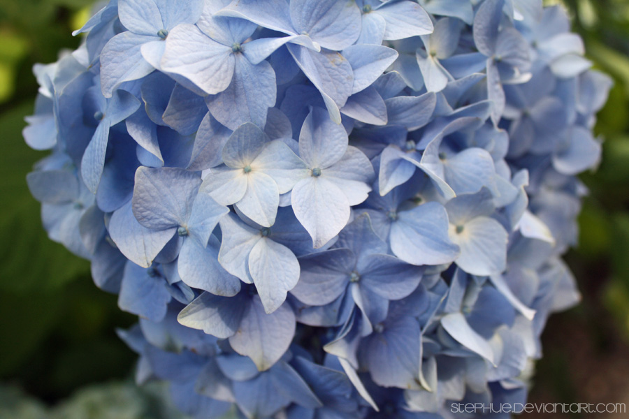 Hydrangea I