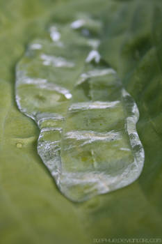 leaf I