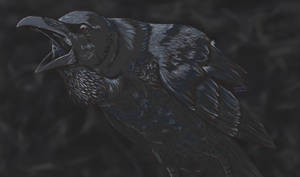Raven by ShadowsOfTheWolves