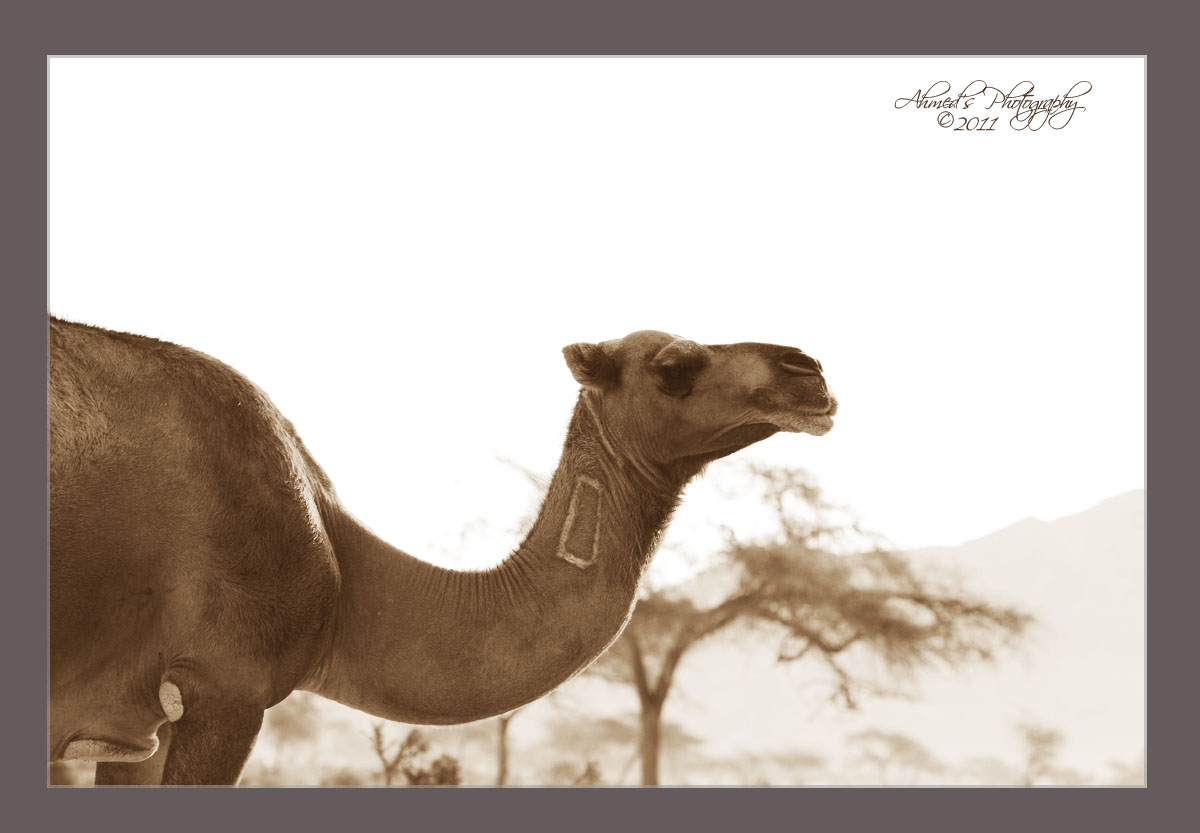 :: A Camel ::