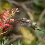 Anna's Hummingbird Feeding
