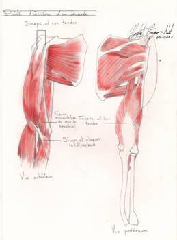 Anatomy 101 Muscles 4