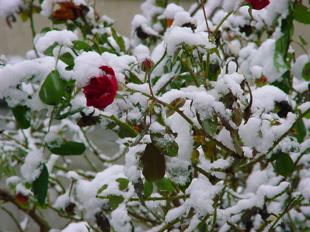 Snow on roses 2