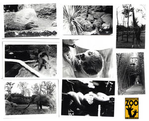 nashville zoo prints.