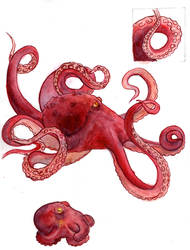 Octopus Watercolor and Acrilic Ink Study