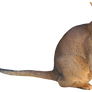 stock sitting cat png