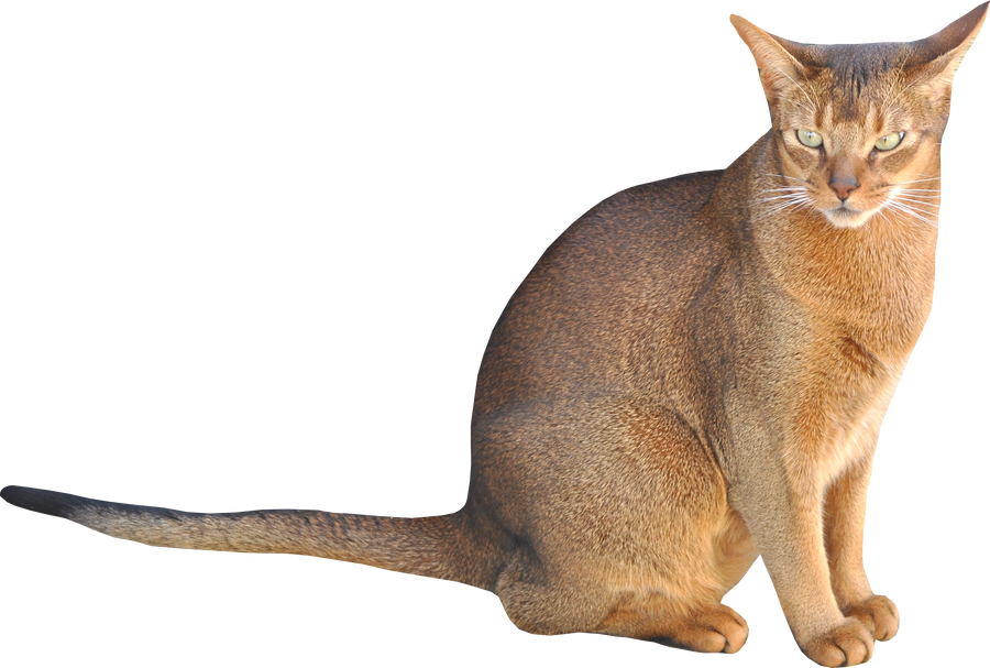 stock sitting cat png