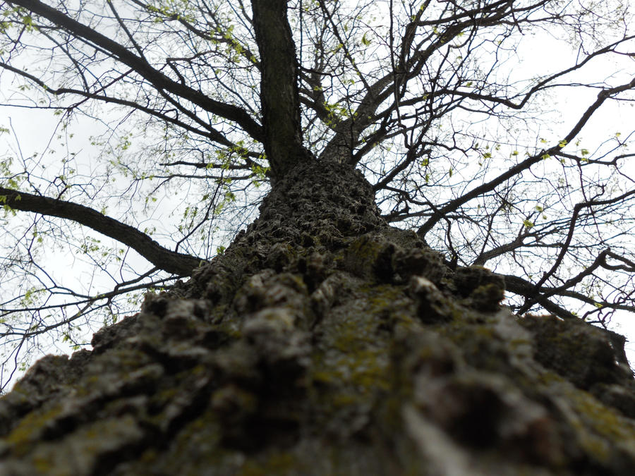 Up High Roots