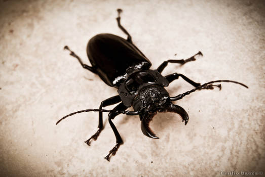 Escarabajo (Passalidae)
