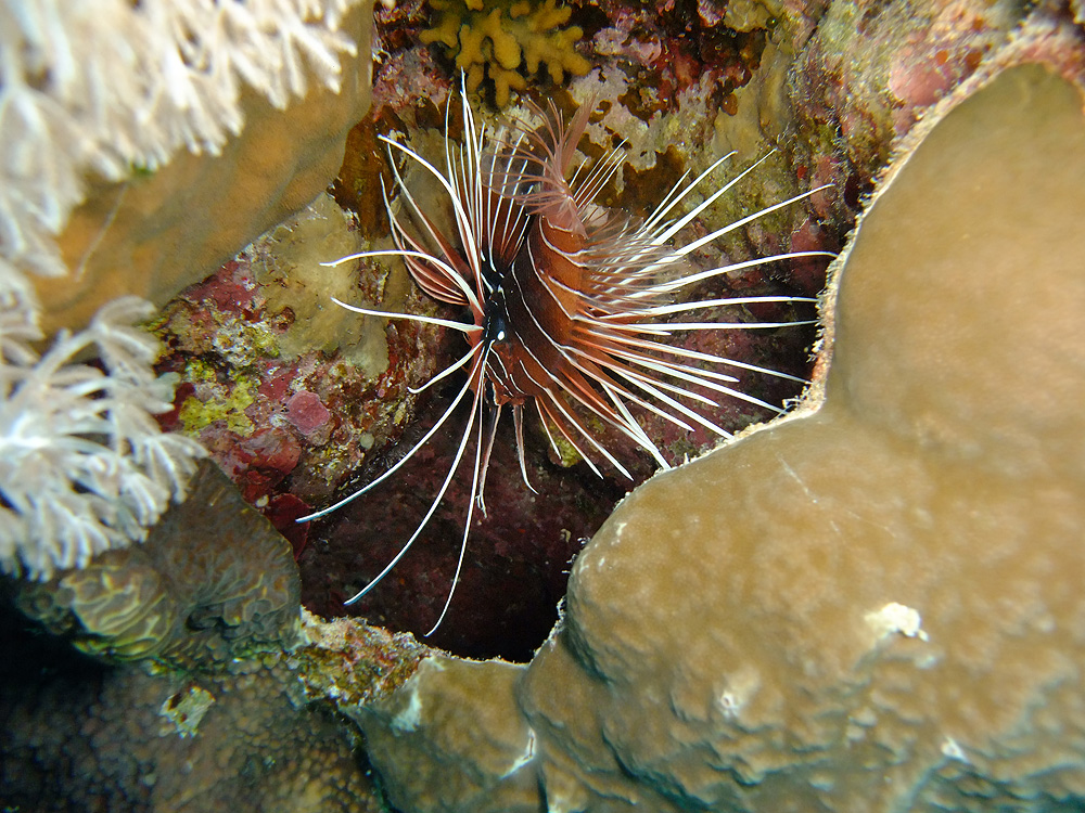 Egypt - Lion Fish