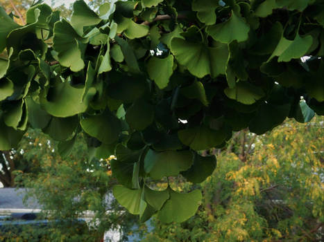 Ginkgo Leaves