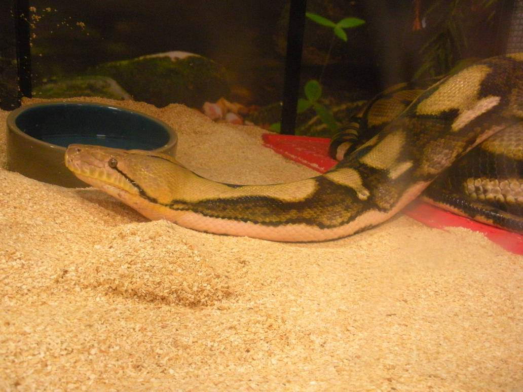 Reticulated Python by Chocolatefiend on DeviantArt