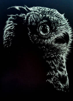 Scratch Board Owl