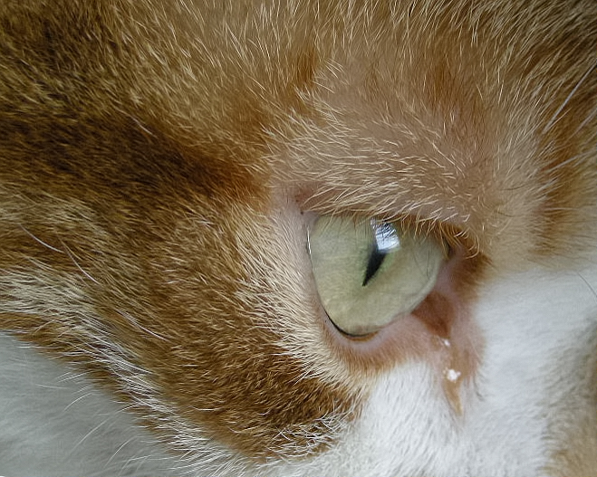 Cat's Eye 2