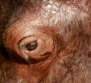 Hippo Eye 2