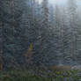alaska rain forest attempt
