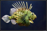 Lion fish by Koekiemonster