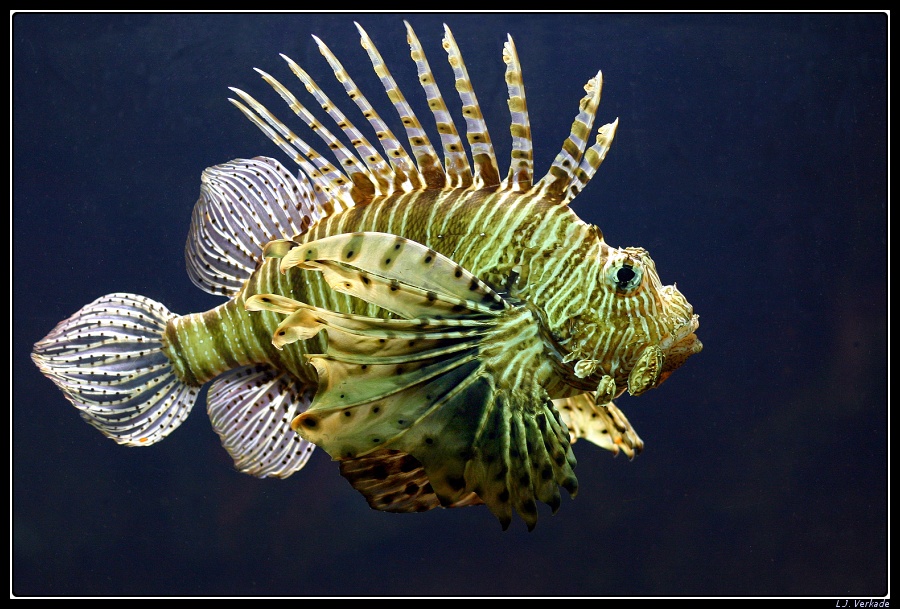 Lion fish