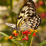 Butterfly - London Zoo