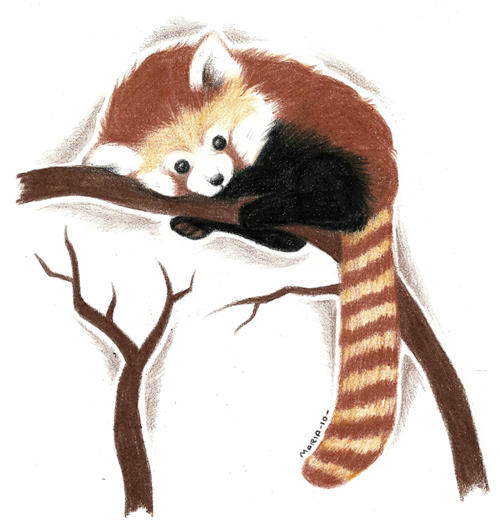 Red Panda by Rimfrost on DeviantArt