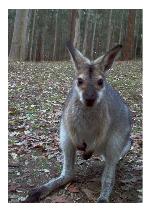 Kangaroo 1