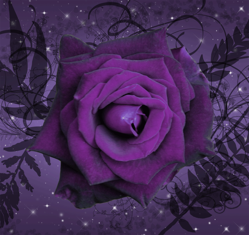 Animated Purple Twilight Rose by silverperfume on DeviantArt