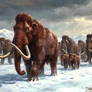 Herd of Mammoths