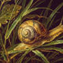 Snail in the grass
