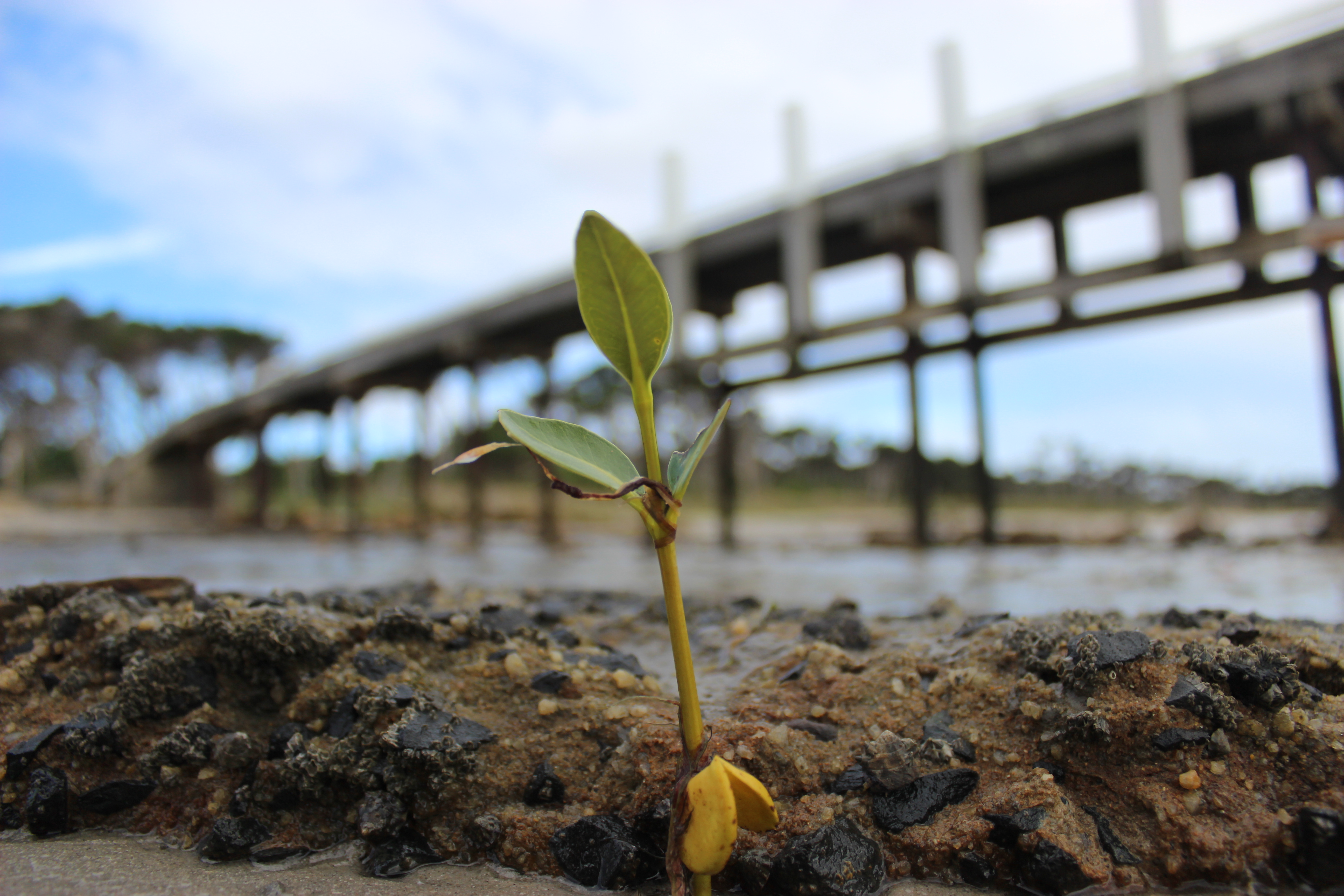 Mangrove Seedling