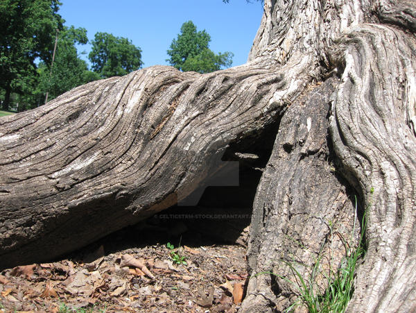 Tree Root Stock 4 by CelticStrm-Stock by CelticStrm-Stock on DeviantArt