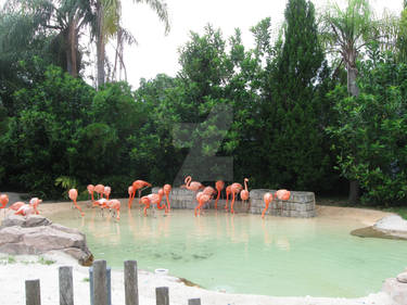 Flamingo Flock by CelticStrm-Stock (27)