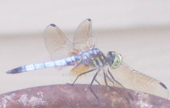 A Dragonfly