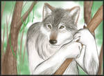 Wolf in the Woods by Twokinds