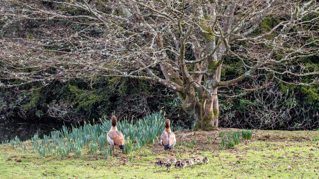 DSC 7562 Heralds of Spring